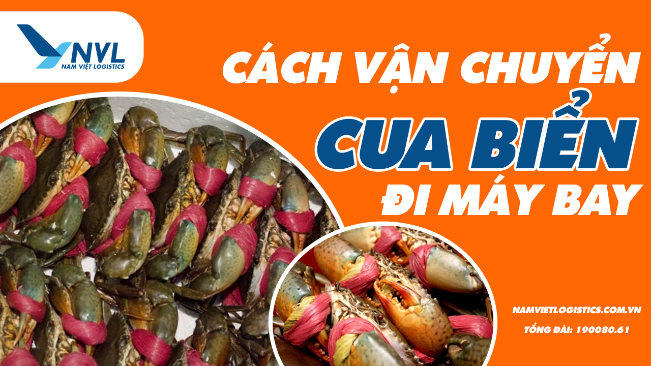 Cách vận chuyển cua biển đi máy bay